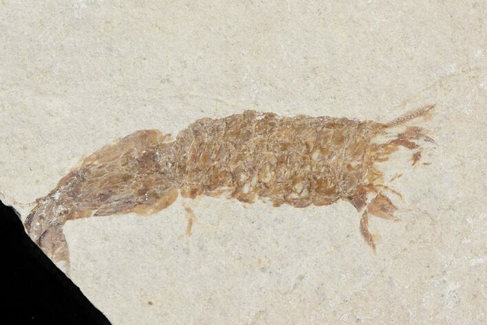 Fossil Mantis Shrimp (Sculda syriaca) - Lebanon #48536